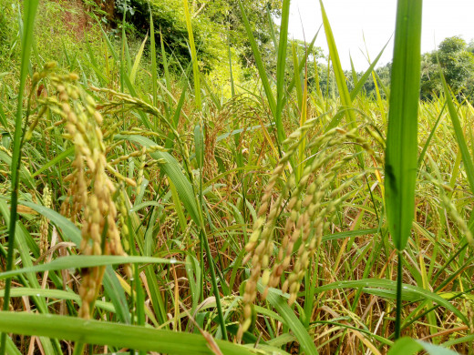 Golden harvest of paddy