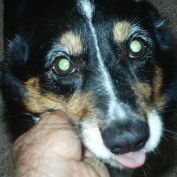 Kaoscorgi profile image