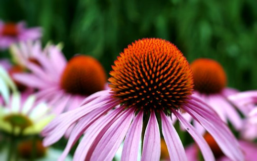 Herbs like echinacea have powerful healing properties and benefits for the body.