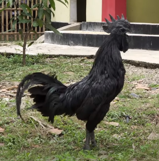 Black chicken from Indonesia that is known as "ayam cemani"