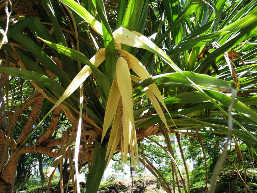 Pandanus flowers are holy offerings to serpent God