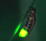 Glow Worm