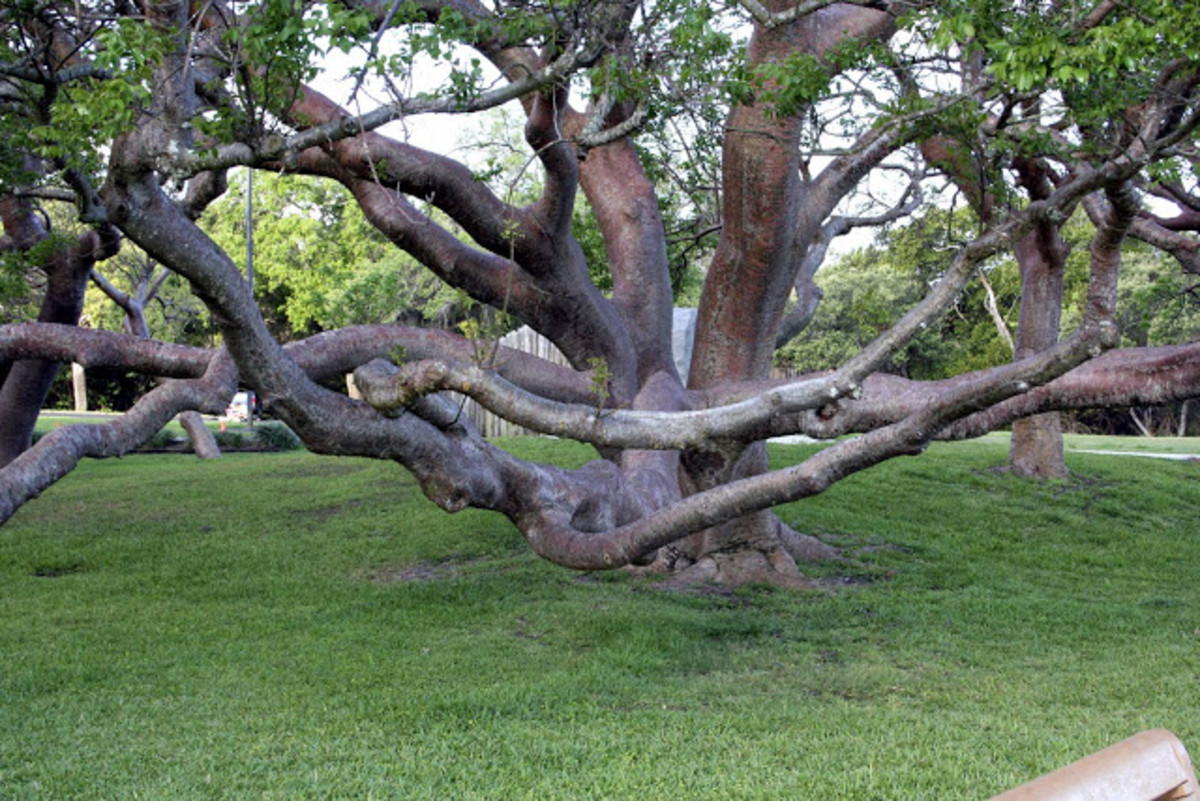 The Tourist Tree - Gumbo Limbo