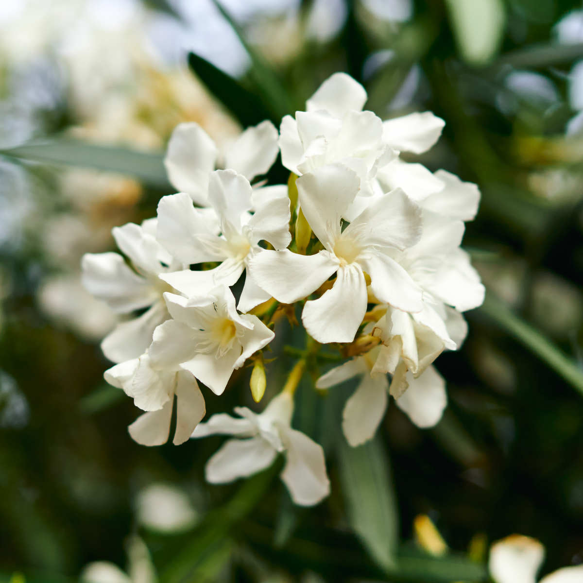 White Nerium Oleander. Athens, Greece.