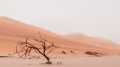 The Desert Around Dubai is Alive With Wild Life