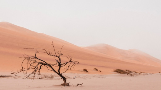 Desert scene