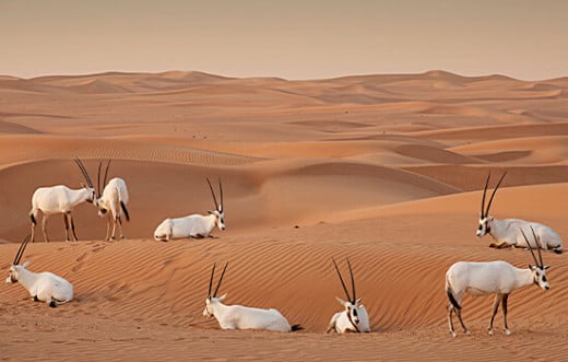 Desert scene with Arabian Gazelle