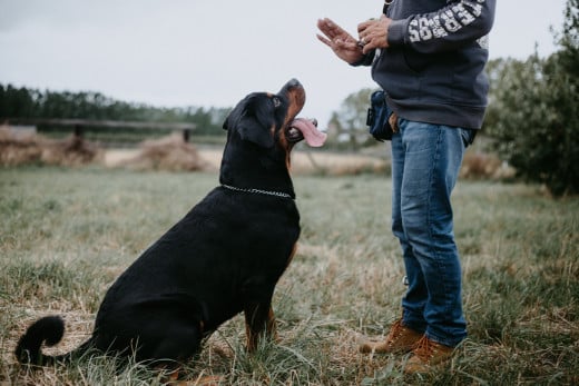 Dog's respond to body language more than words.  Here, the owner is giving the "Stay" command and the dog is looking up with focus and intention for the next instruction.