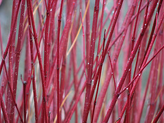 photo courtesy/Noel Lee/flickr