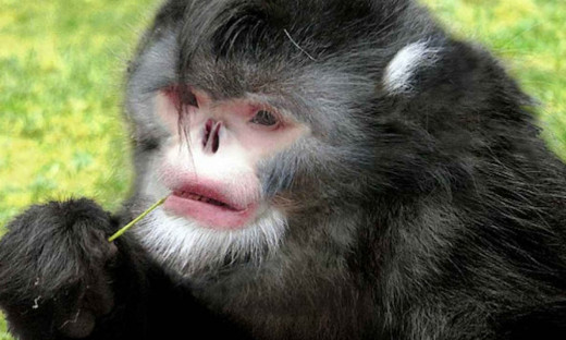Your'e staring at a sneezing monkey at the moment.