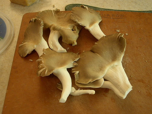 Oyster Mushroom http://www.flickr.com/photos/thevince/417500625/