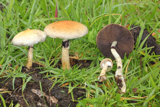 Psilocybin mushrooms grow freely in certain regions