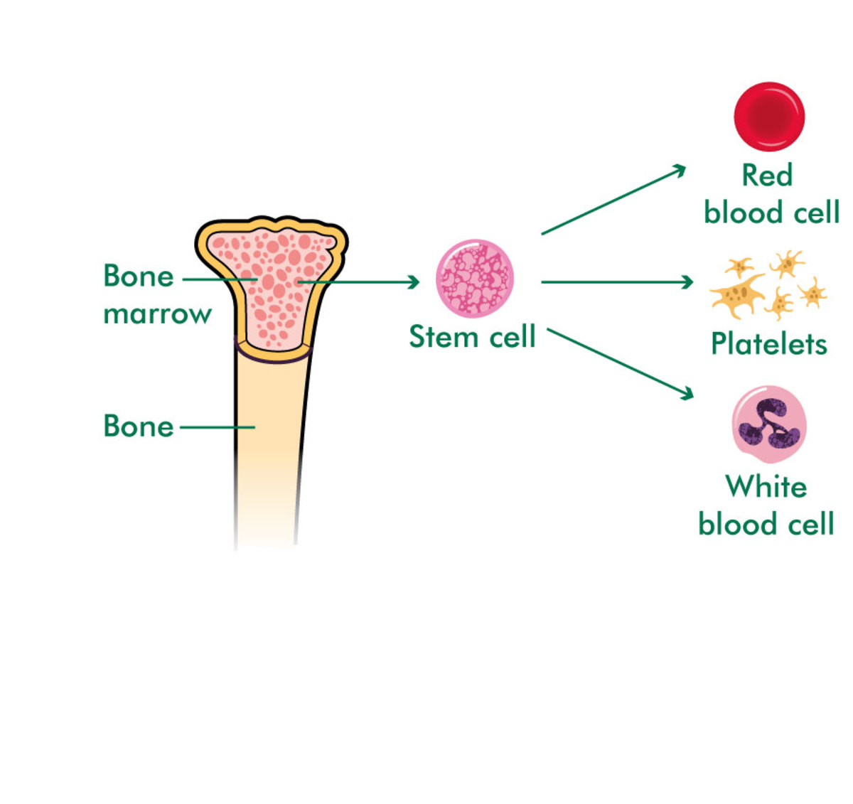 Bonemarrow - the site of cell manufacturing