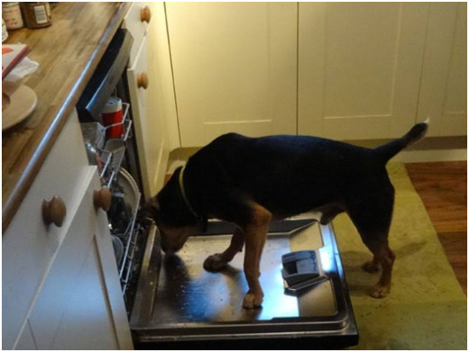 Keep food containers, shelves, etc tightly closed and out of reach from dogs.