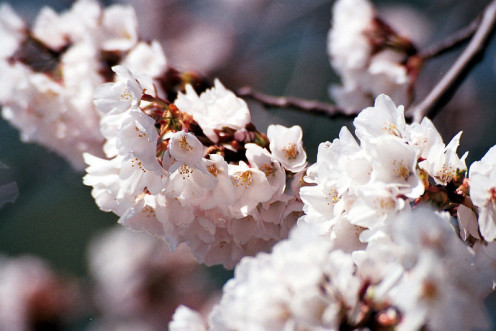 "Cherry Blossoms" by Arnob Alam
