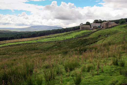 Cam Houses near Ingleborough and Whernside