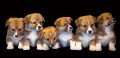 14 of the Best Small Dog Breeds for Families