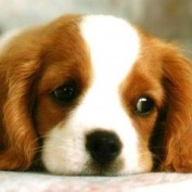 chica_14 profile image