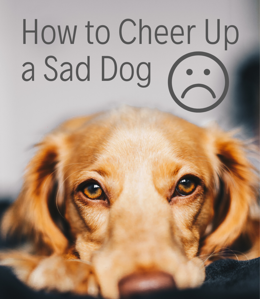 7 Best Methods To Cheer Up A Sad Or Depressed Dog Pethelpful