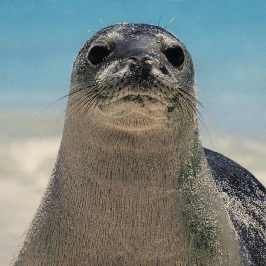 Hawaiian Monk Seal Scientific Name monachus schauinsland