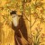 A painting of Rumi A painting of Rumi