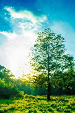 Nature is a source of healing