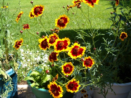 I think these might be a form of coreopsis flowers, frown from seed.