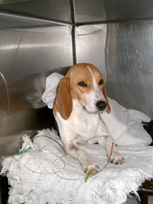Poor Molly, trying to hold on, she has an IV drip here. 