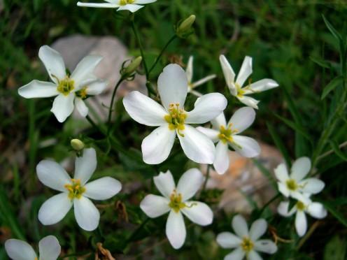Little white flowers.
