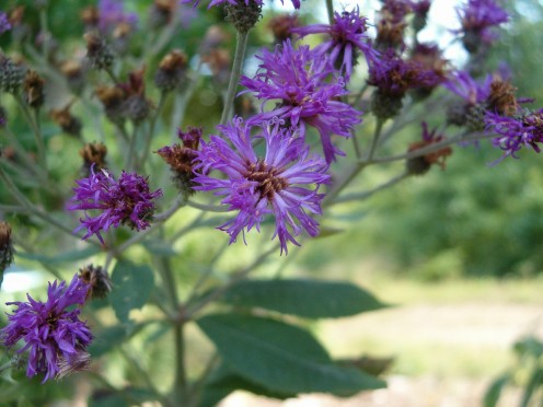 Aster, Latin for Star