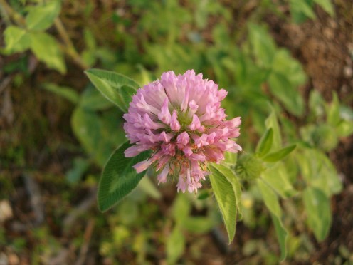 Red Clover, Trifolium Pratense