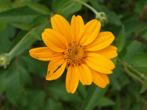 Coreopsis Flower