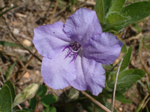Wild Petunia, Ruellia Strepens, Acanthus family.  