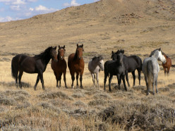 The Newest Assault on Wyoming's  Wild Horses Another Step Toward Extinction.