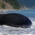 A picture of Whale corpse found at patagonia banner