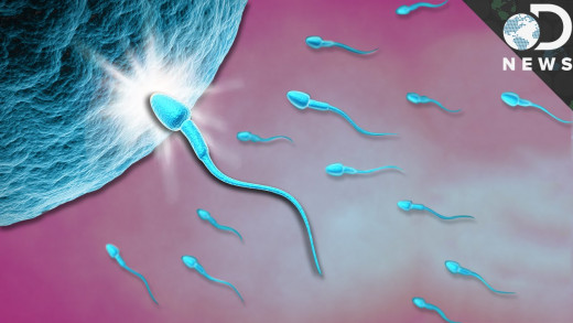 A singular sperm fertilizes a female egg, after that it is sealed up