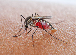 How To Reduce Mosquito's In Your Yard
