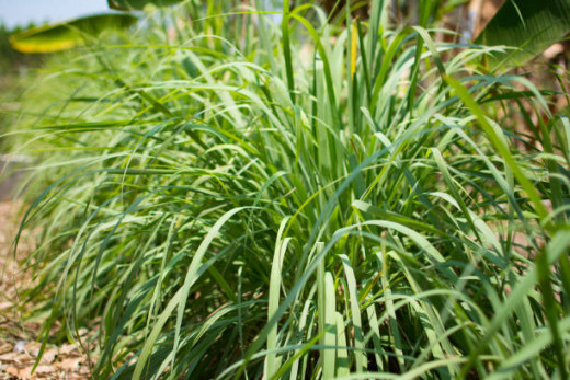 Lemongrass has mosquito repelling properties, as does lavender.