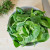 Spinach for Magnesium