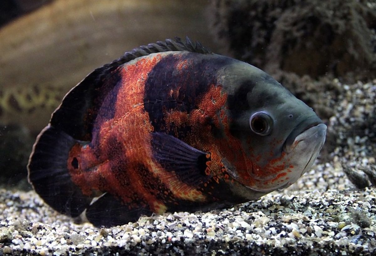 10 Best Large Fish for a Freshwater Aquarium | PetHelpful