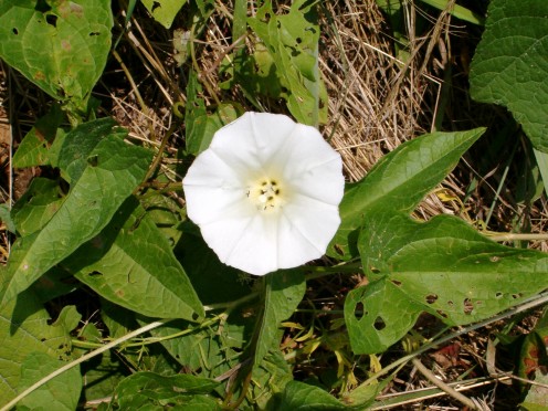 Hedge Bindweed flower, Morning Glory Family