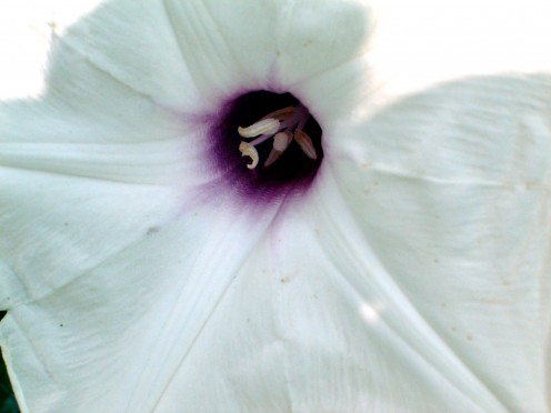 Close up wild potato vine flower.