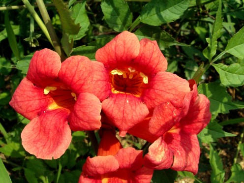 Trumpet Vine Flower, Trumpet Creeper, aka Cow itch. Campis Radicans.