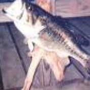 thebassmaster profile image