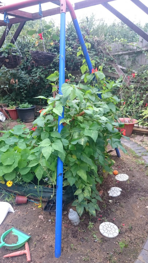 Runner beans growing up an old swing frame make use of vertical space an drepurpose an old item.