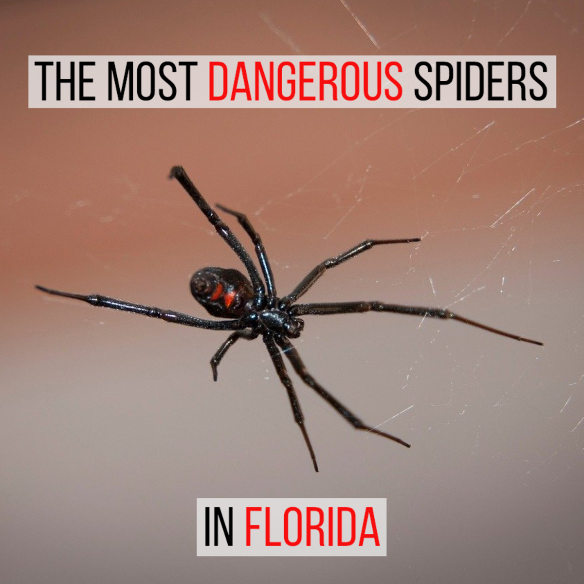 The Two Most Dangerous Spiders In Florida Dengarden