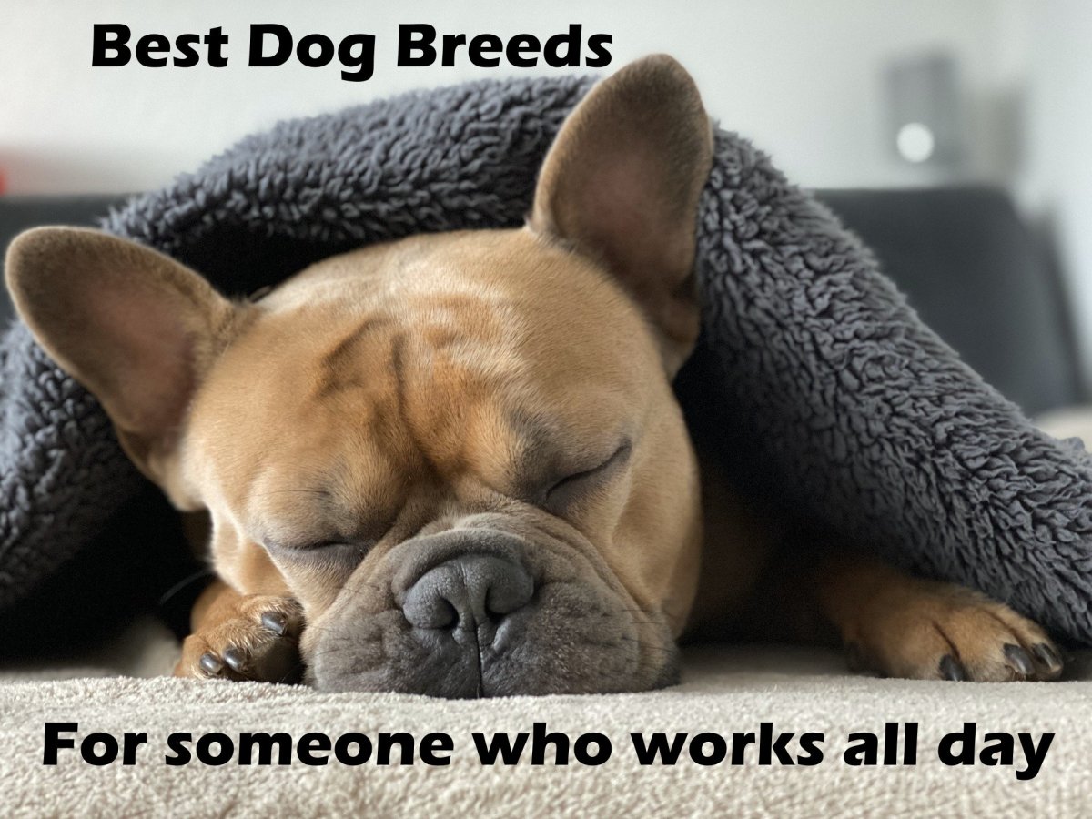 The 7 Best Dog Breeds For Someone Who Works All Day Pethelpful