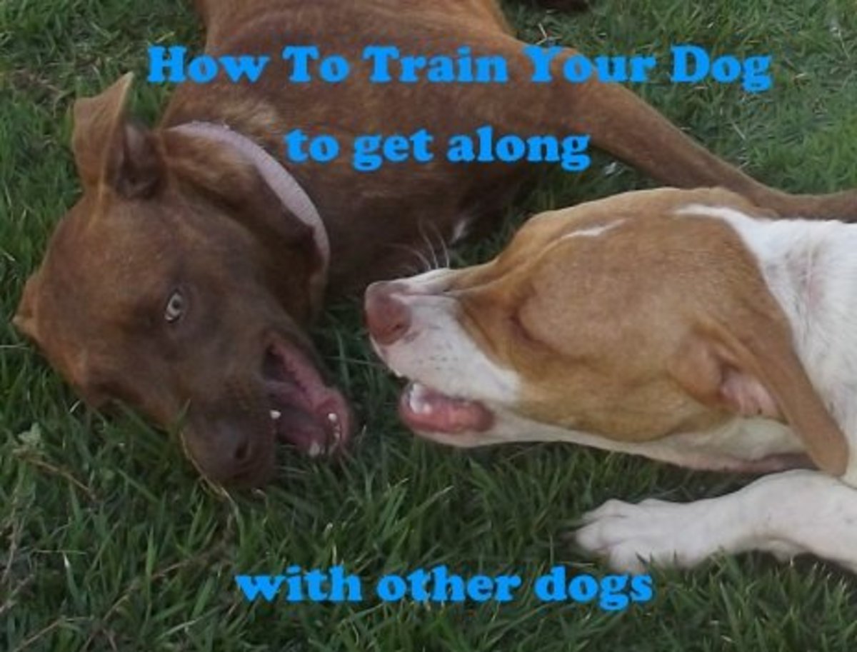 training dog aggression towards other dogs