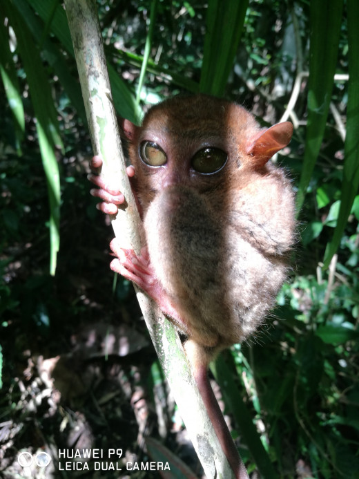 The smallest primate on earth, the Tarsier!