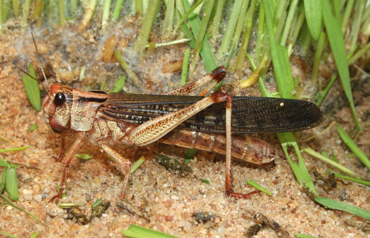 Migratory locust Locusta migratoria,